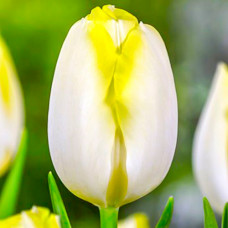 Тюльпан Триумф Болроял Сильвер 3шт. в упаковке