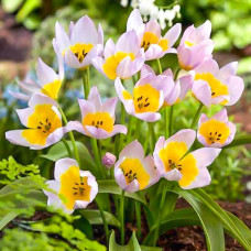 Тюльпан ботанический Лилак Вандер 3шт. в упаковке