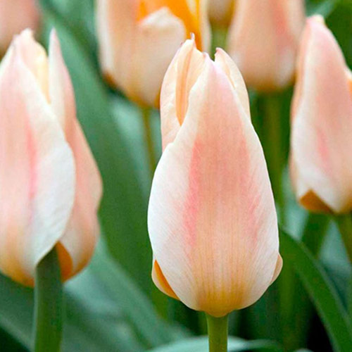 Тюльпан ботанический Литтл Герл 3шт. в упаковке Тюльпан ботанический Литтл Герл 3шт. в упаковке