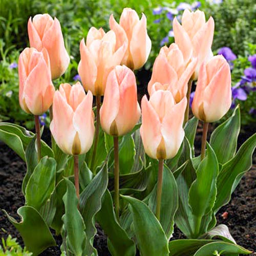 Тюльпан ботанический Литтл Герл 3шт. в упаковке Тюльпан ботанический Литтл Герл 3шт. в упаковке