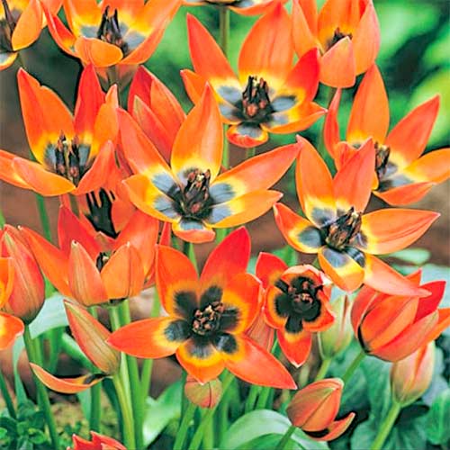 Тюльпан ботанический Литтл Принцесс 3шт. в упаковке Тюльпан ботанический Литтл Принцесс 3шт. в упаковке