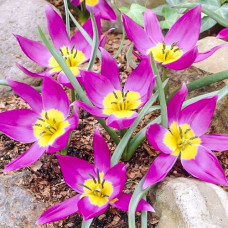 Тюльпан ботанический Одалиск 3шт. в упаковке