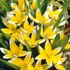 Тюльпан ботанический Тарда 3шт. в упаковке