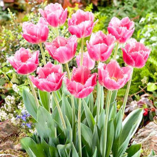 Тюльпан бахромчатый Даллас 3шт. в упаковке