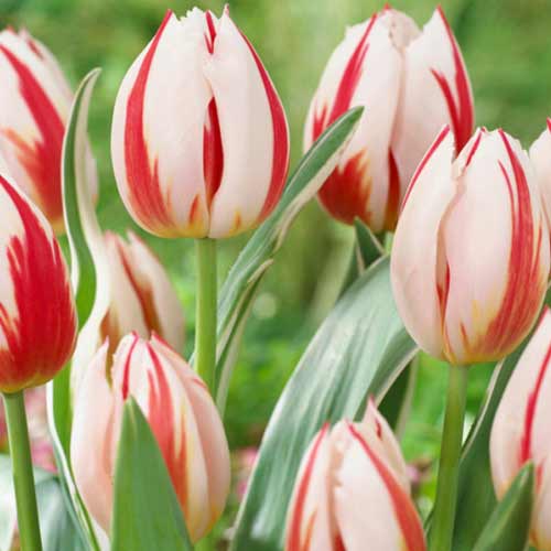 Тюльпан Дарвина Бернинг Харт 3шт. в упаковке Тюльпан Дарвина Бернинг Харт 3шт. в упаковке