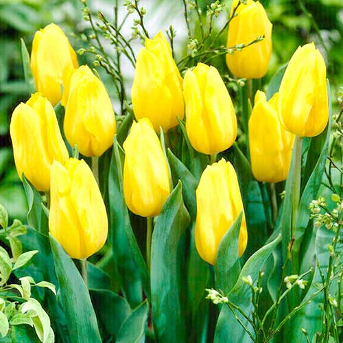 Тюльпан Дарвина Голден Оксфорд 3шт. в упаковке Тюльпан Дарвина Голден Оксфорд 3шт. в упаковке