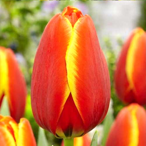 Тюльпан Дарвина Ворлдс Фэйворит 3шт. в упаковке Тюльпан Дарвина Ворлдс Фэйворит 3шт. в упаковке