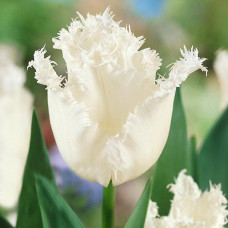 Тюльпан бахромчатый Дайтона 3шт. в упаковке