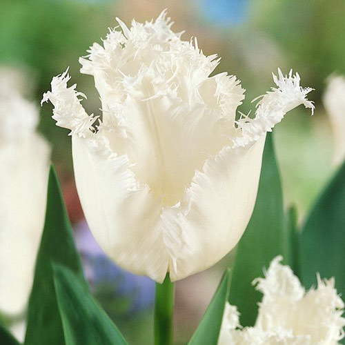 Тюльпан бахромчатый Дайтона 3шт. в упаковке Тюльпан бахромчатый Дайтона 3шт. в упаковке