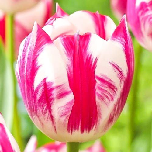 Тюльпан Триумф Ди Ди 3шт. в упаковке Тюльпан Триумф Ди Ди 3шт. в упаковке