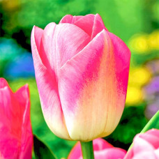 Тюльпан Триумф Династия 3шт. в упаковке