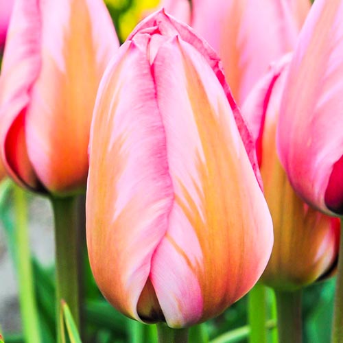 Тюльпан Дарвина Дизайн Импрешн 3шт. в упаковке Тюльпан Дарвина Дизайн Импрешн 3шт. в упаковке