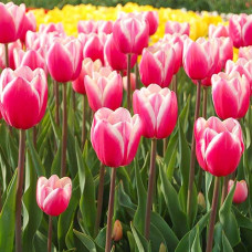 Тюльпан Джамбо Бьюти 3шт. в упаковке