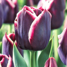 Тюльпан Триумф Джекпот 3шт. в упаковке