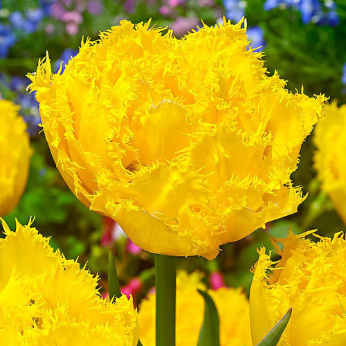 Тюльпан бахромчатый Экзотик Сан 3шт. в упаковке Тюльпан бахромчатый Экзотик Сан 3шт. в упаковке