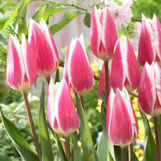 Тюльпан Триумф Эрли Сюрпрайз 3шт. в упаковке