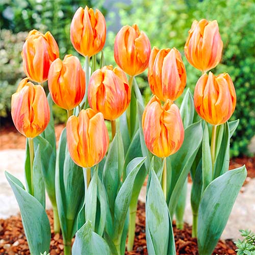 Тюльпан Эрмитаж 3шт. в упаковке Тюльпан Эрмитаж 3шт. в упаковке