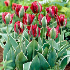 Тюльпан зеленоцветный Эсперанто 3шт. в упаковке