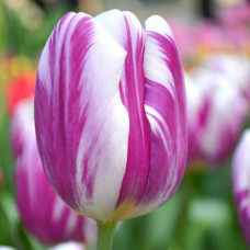 Тюльпан Триумф Флэминг Флэг 3шт. в упаковке