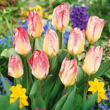 Тюльпан Фостера Флэминг Пуриссима 3шт. в упаковке