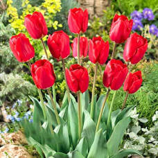 Тюльпан Дарвина Фостери Кинг 3шт. в упаковке