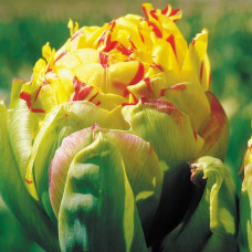 Тюльпан махровый Фрейджюс 3шт. в упаковке