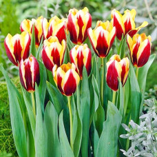 Тюльпан Триумф Гавота 3шт. в упаковке