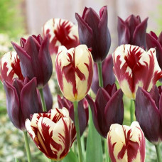 Тюльпан Триумф Гранд Вельвет, микс 3шт. в упаковке
