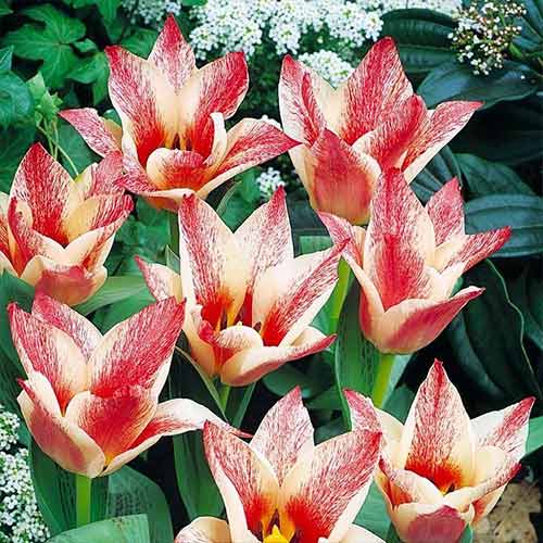 Тюльпан Грейга Царь Петр 3шт. в упаковке Тюльпан Грейга Царь Петр 3шт. в упаковке