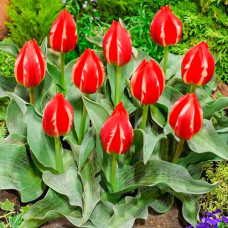 Тюльпан Грейга Френдли Файер 3шт. в упаковке