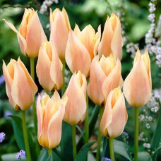 Тюльпан Грейга Фур Элиз 3шт. в упаковке