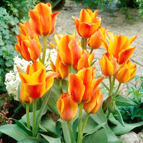 Тюльпан Грейга Компостела 3шт. в упаковке Тюльпан Грейга Компостела 3шт. в упаковке