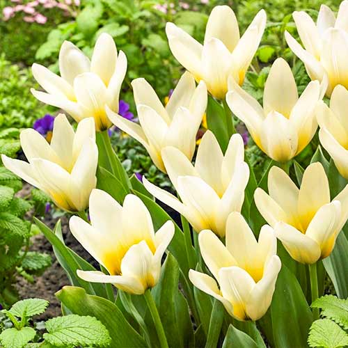 Тюльпан Грейга Концерто 3шт. в упаковке Тюльпан Грейга Концерто 3шт. в упаковке