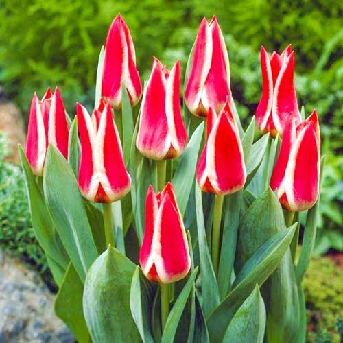 Тюльпан Грейга Пиноккио 3шт. в упаковке Тюльпан Грейга Пиноккио 3шт. в упаковке