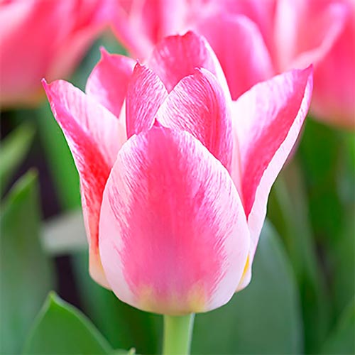 Тюльпан Грейга Хэппи 3шт. в упаковке Тюльпан Грейга Хэппи 3шт. в упаковке