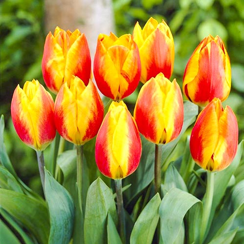 Тюльпан Хит Парад 3шт. в упаковке Тюльпан Хит Парад 3шт. в упаковке