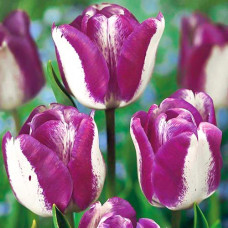 Тюльпан Триумф Хотпантс 3шт. в упаковке