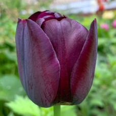 Тюльпан Кафе Нуар 3шт. в упаковке