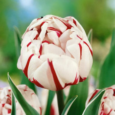 Тюльпан махровый Карнавал де Найс 3шт. в упаковке