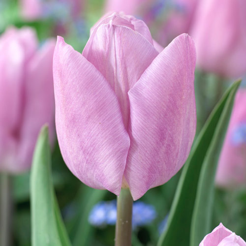 Тюльпан Кэнди Принц 3шт. в упаковке Тюльпан Кэнди Принц 3шт. в упаковке