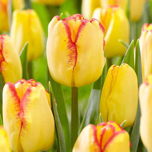 Тюльпан Кейп Таун 3шт. в упаковке Тюльпан Кейп Таун 3шт. в упаковке