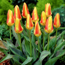 Тюльпан Кауфмана Корона 3шт. в упаковке