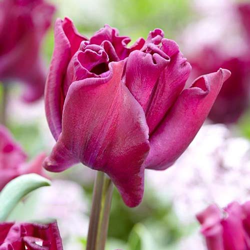 Тюльпан Триумф Краун оф Негрита 3шт. в упаковке Тюльпан Триумф Краун оф Негрита 3шт. в упаковке