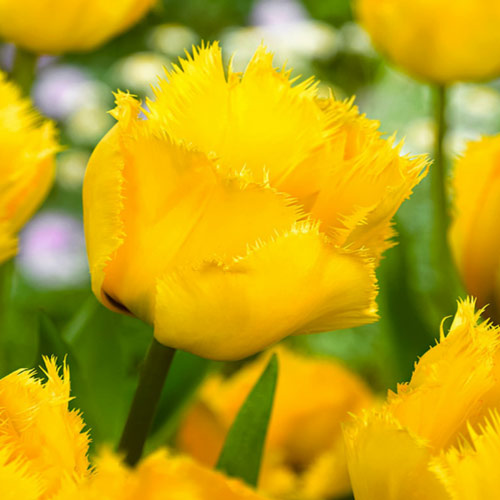 Тюльпан бахромчатый Кристал Стар 3шт. в упаковке Тюльпан бахромчатый Кристал Стар 3шт. в упаковке