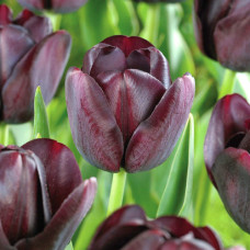 Тюльпан Квин оф Найт 3шт. в упаковке