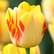 Тюльпан Ла Куртин 3шт. в упаковке