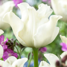 Тюльпан Либерстар 3шт. в упаковке