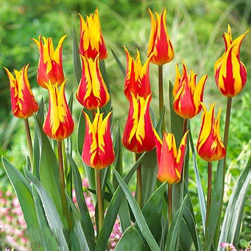 Тюльпан лилиецветный Байсайд Флэйм 3шт. в упаковке Тюльпан лилиецветный Байсайд Флэйм 3шт. в упаковке