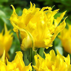 Тюльпан лилиецветный Монте Спайдер 3шт. в упаковке