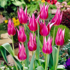 Тюльпан лилиецветный Лилиледи 3шт. в упаковке